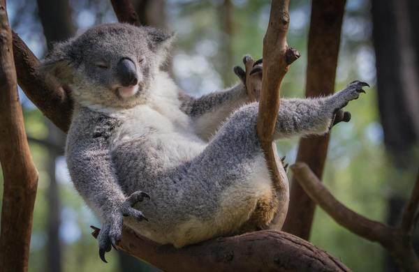 I doubt that this Koala is judging itself for being lazy, so you shouldn’t either!